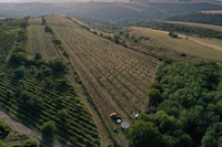 organic walnut farm modern - 2